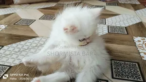 1-3 Months Male Purebred Persian