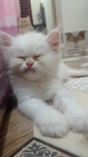 1-3 Months Male Purebred Persian