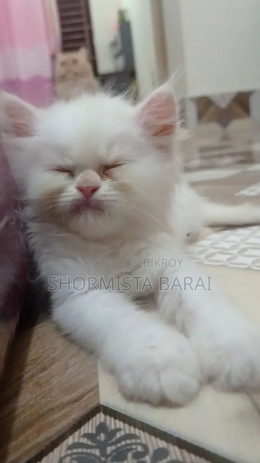 1-3 Months Male Purebred Persian