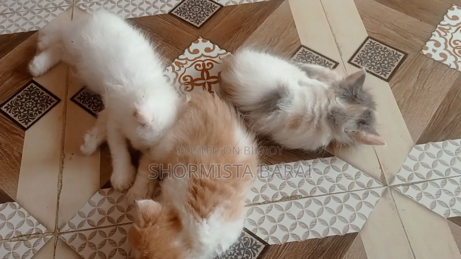 1-3 Months Male Purebred Persian
