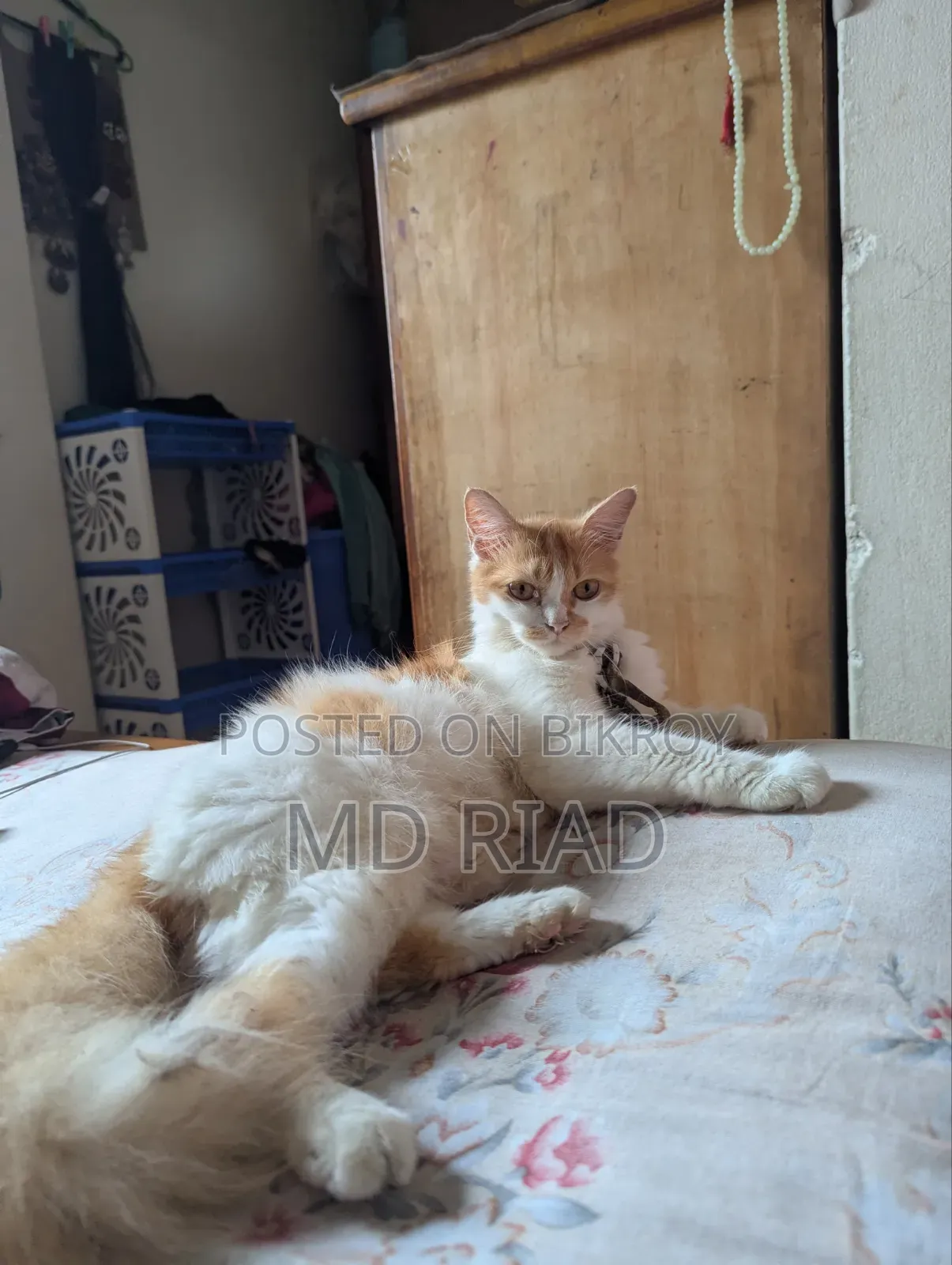 6-12 Months Female Mixed Breed Persian