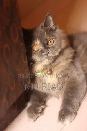 3-6 Months Female Purebred Persian