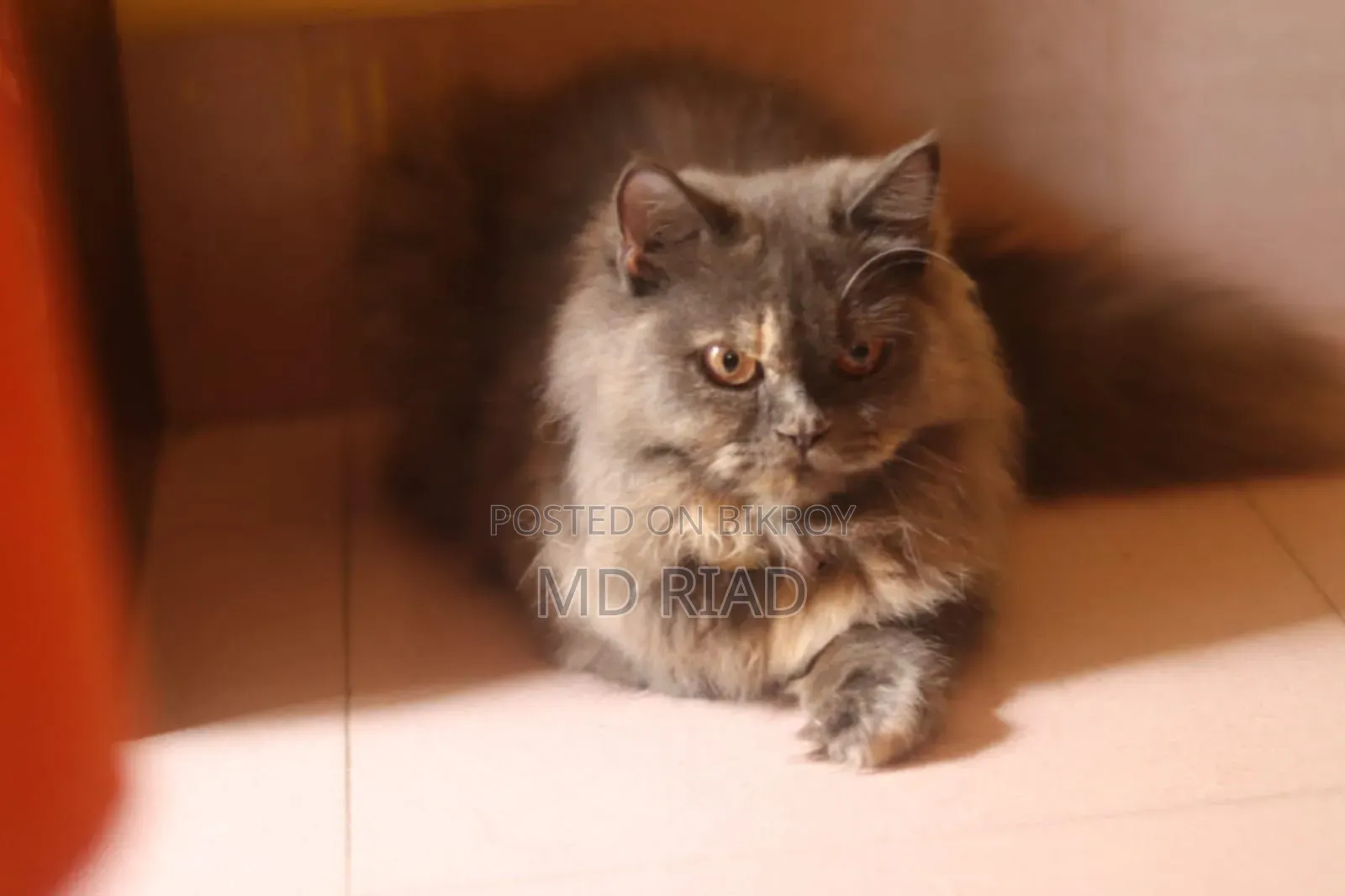 3-6 Months Female Purebred Persian