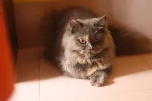 3-6 Months Female Purebred Persian
