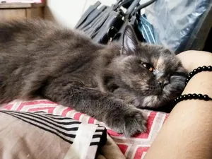 3-6 Months Female Purebred Persian