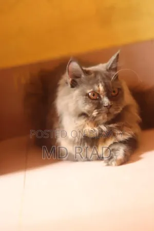 3-6 Months Female Purebred Persian