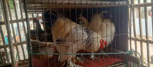 রাজকীয় জাতের সিল্কি, ব্রাহমা, টাইগার,ফাওমি মুরগি এবং চায়না হাঁস!