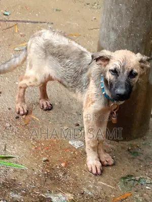 3-6 Months Male Purebred German Shepherd