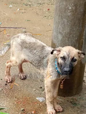 3-6 Months Male Purebred German Shepherd