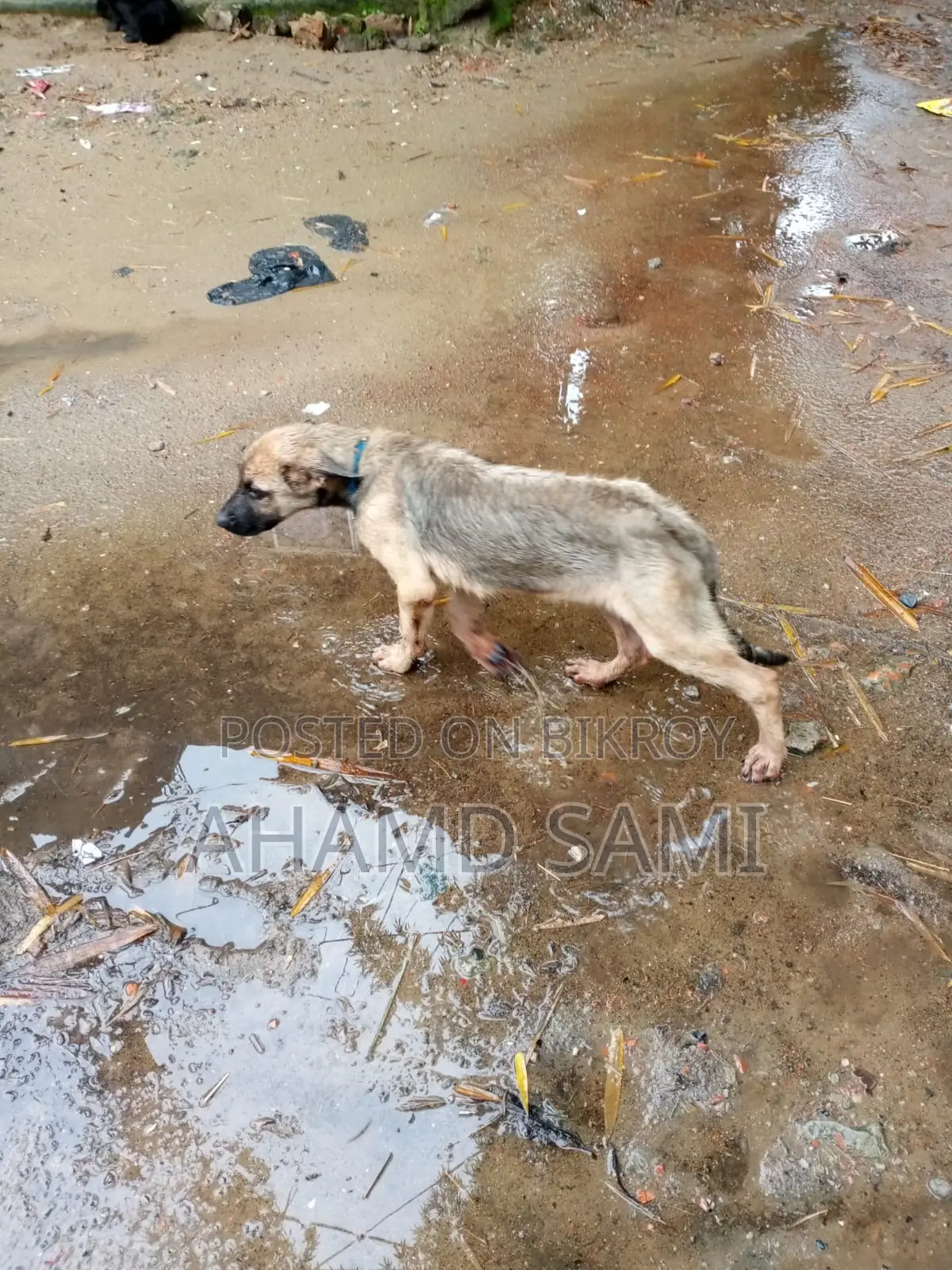 3-6 Months Male Purebred German Shepherd