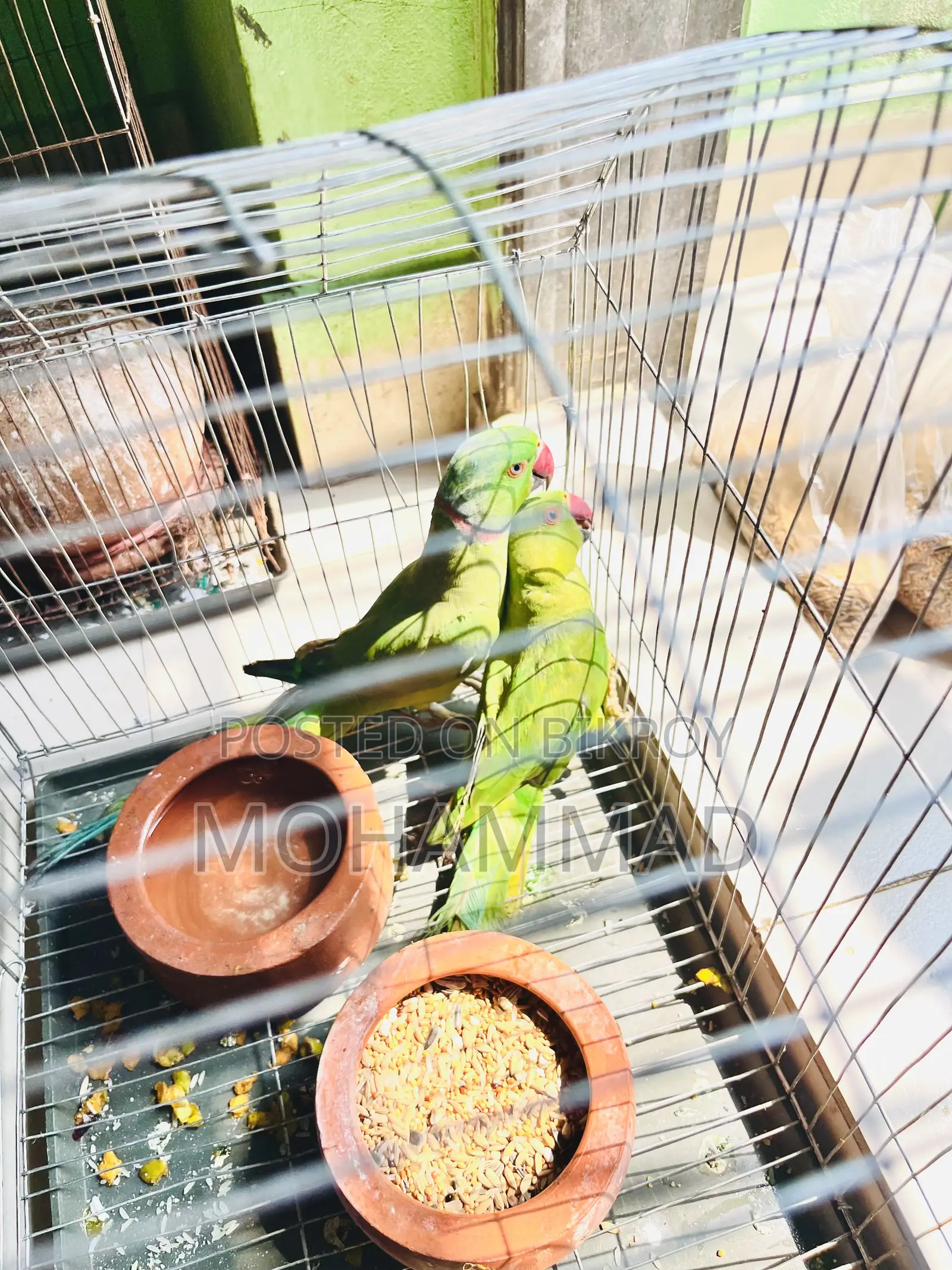 টিয়া পাখি ১ জোড়া
