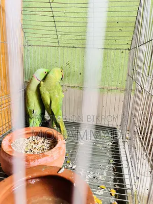 টিয়া পাখি ১ জোড়া