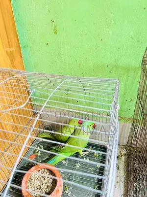 টিয়া পাখি ১ জোড়া