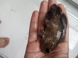[Sold] Black Tiger Oscar "4" Inch+