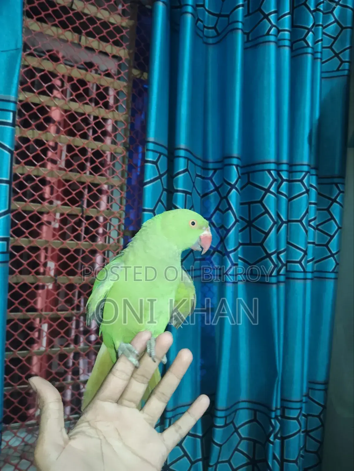 Ringneck Parakeet (Green)