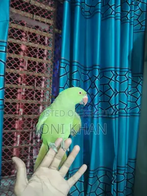 Ringneck Parakeet (Green)
