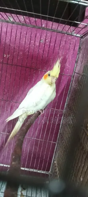 তরুণ ককাটেল পাখি