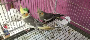 তরুণ ককাটেল পাখি