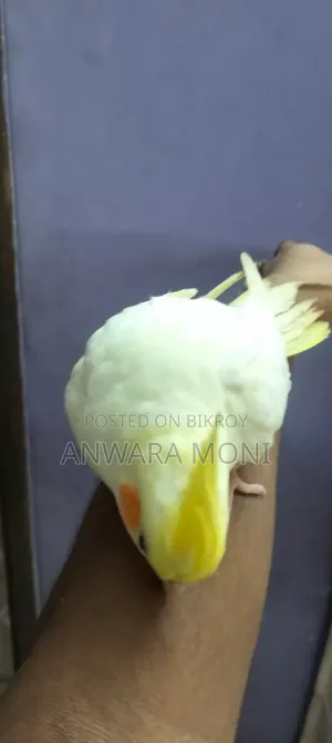তরুণ ককাটেল পাখি