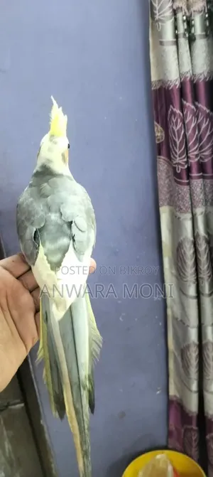 তরুণ ককাটেল পাখি