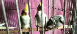 তরুণ ককাটেল পাখি