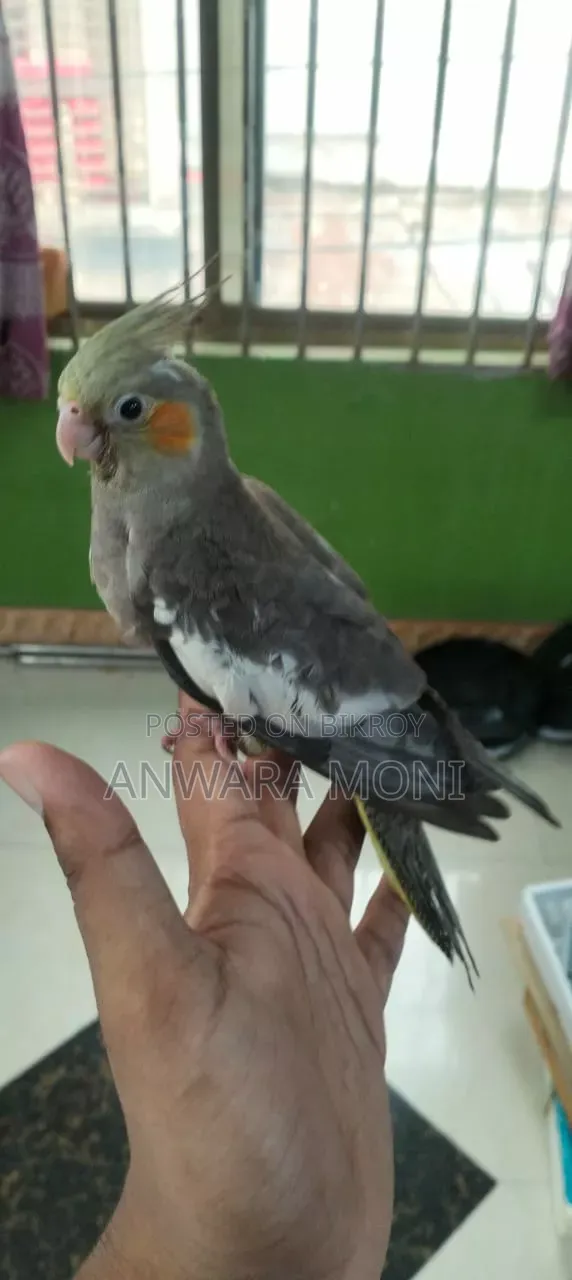 তরুণ ককাটেল পাখি