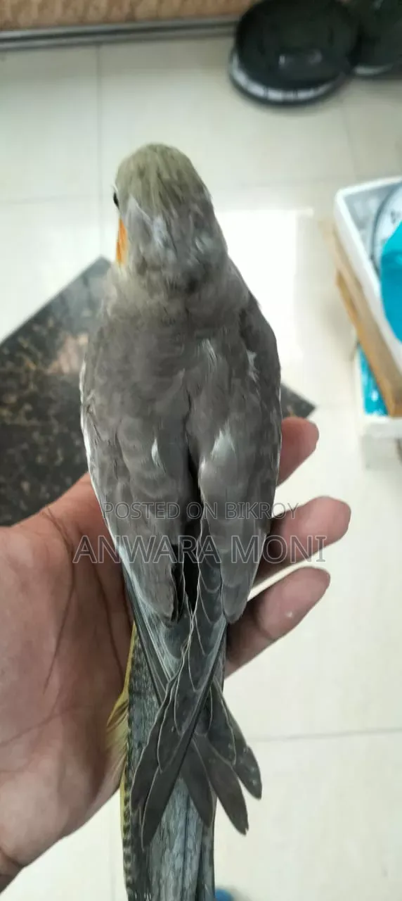 তরুণ ককাটেল পাখি