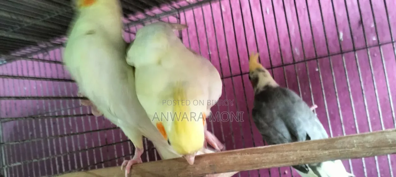 তরুণ ককাটেল পাখি