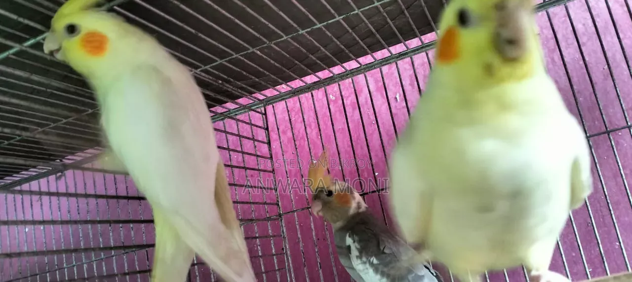 তরুণ ককাটেল পাখি