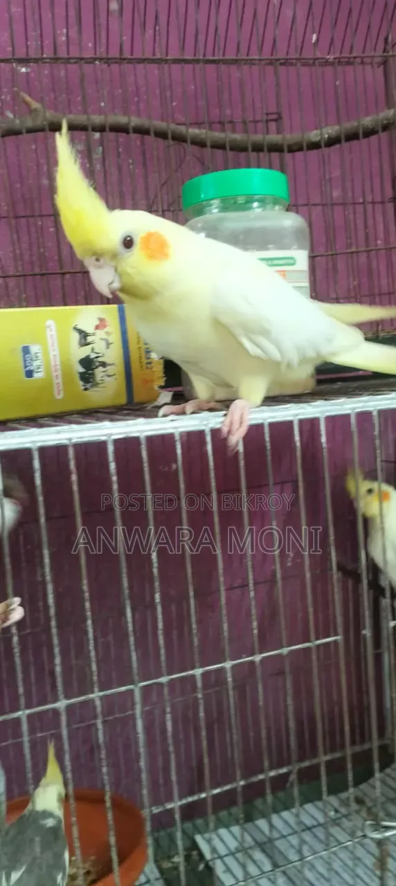 তরুণ ককাটেল পাখি