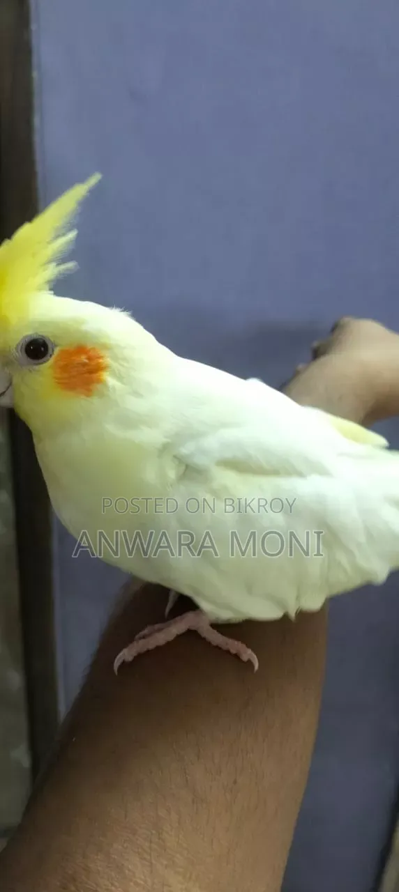 তরুণ ককাটেল পাখি