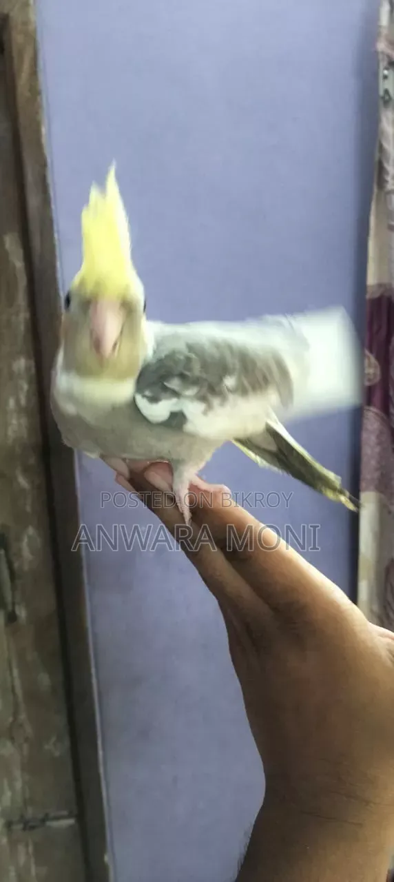 তরুণ ককাটেল পাখি