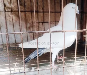 ইন্ডিয়া কালডম নর