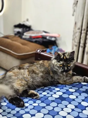 1+ Year Female Purebred Persian