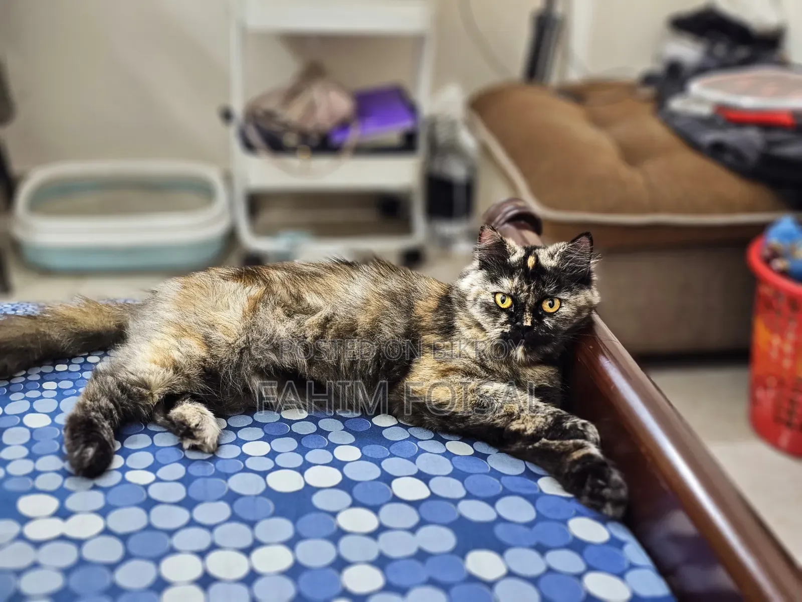 1+ Year Female Purebred Persian