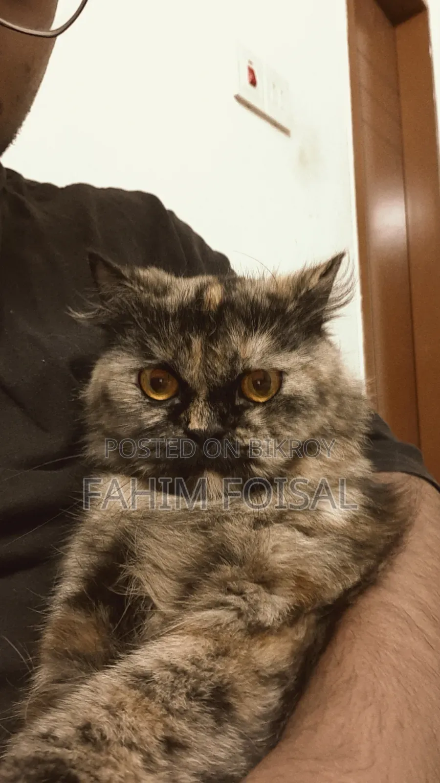 1+ Year Female Purebred Persian
