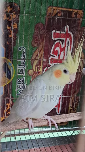 Cockatiel Bird
