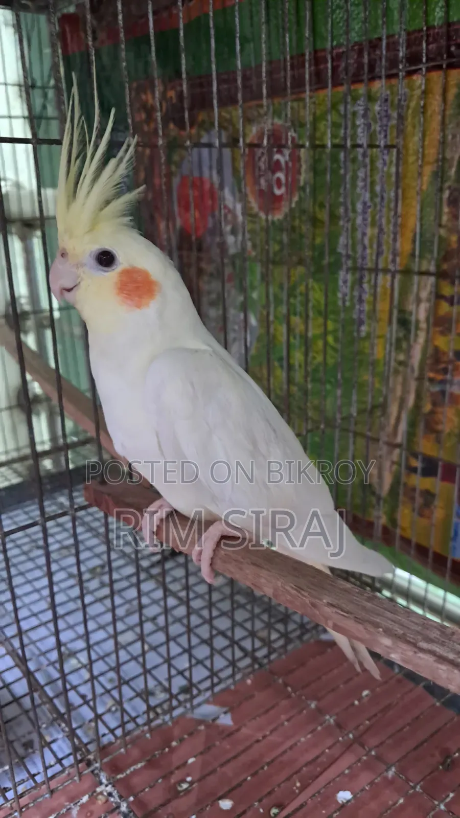 Cockatiel Bird