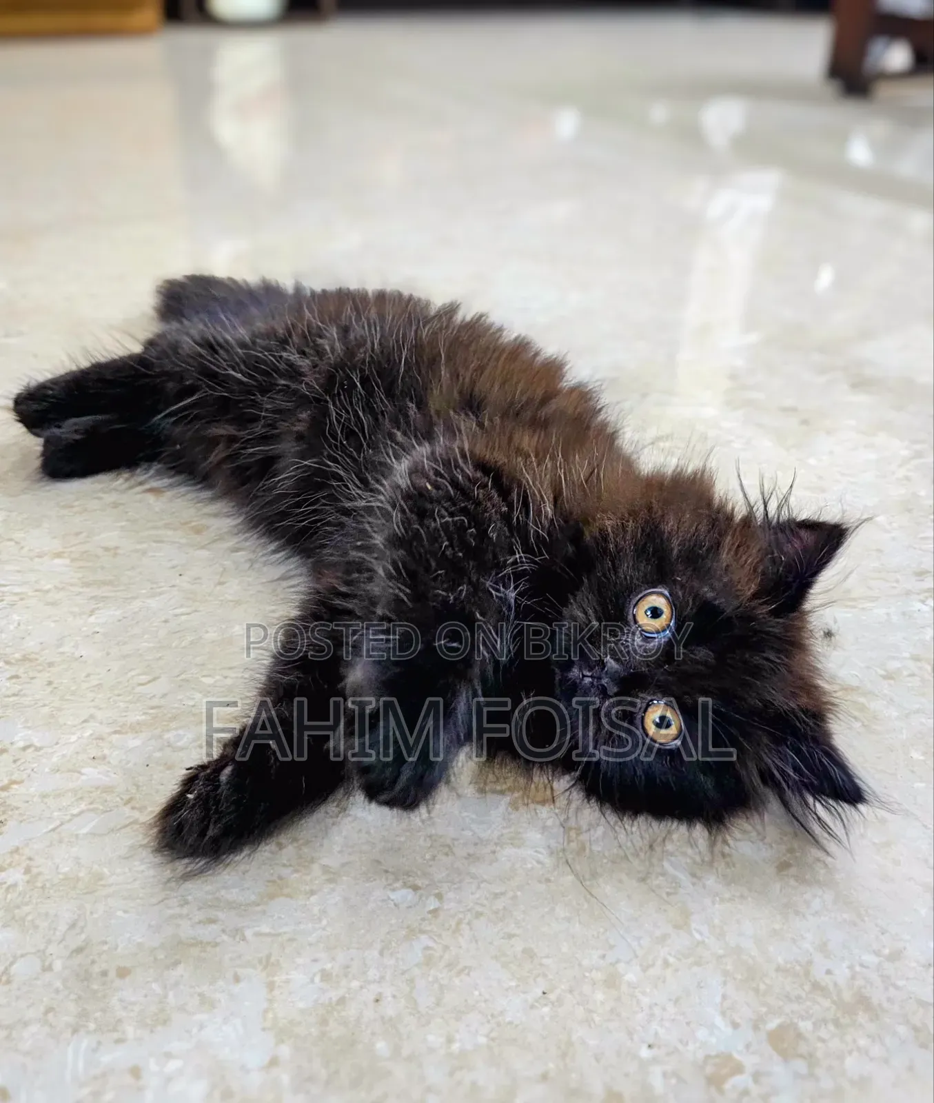 1-3 Months Male Purebred Persian