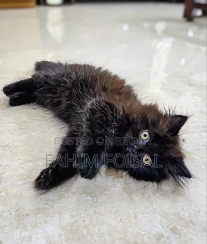 1-3 Months Male Purebred Persian