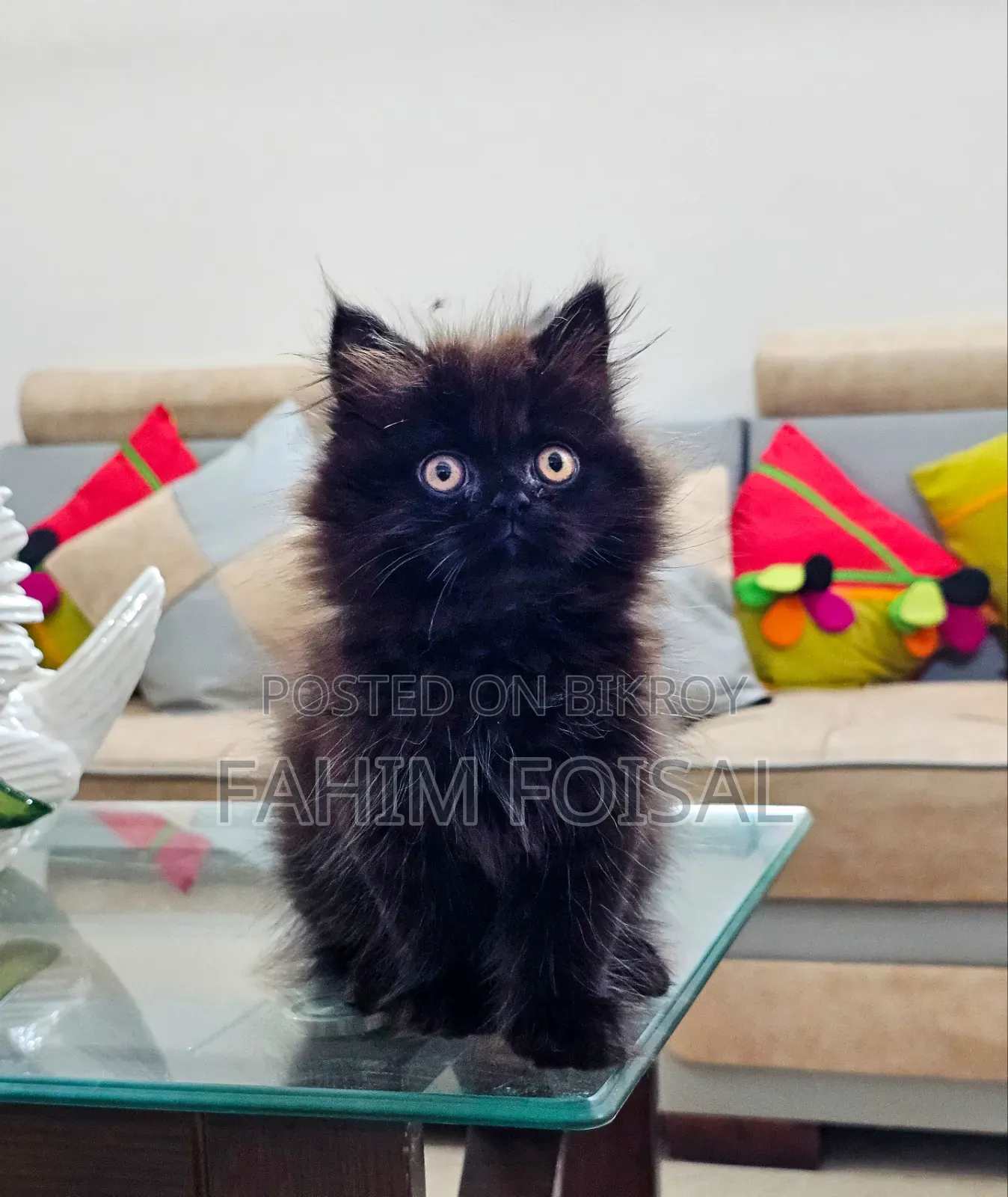 1-3 Months Male Purebred Persian