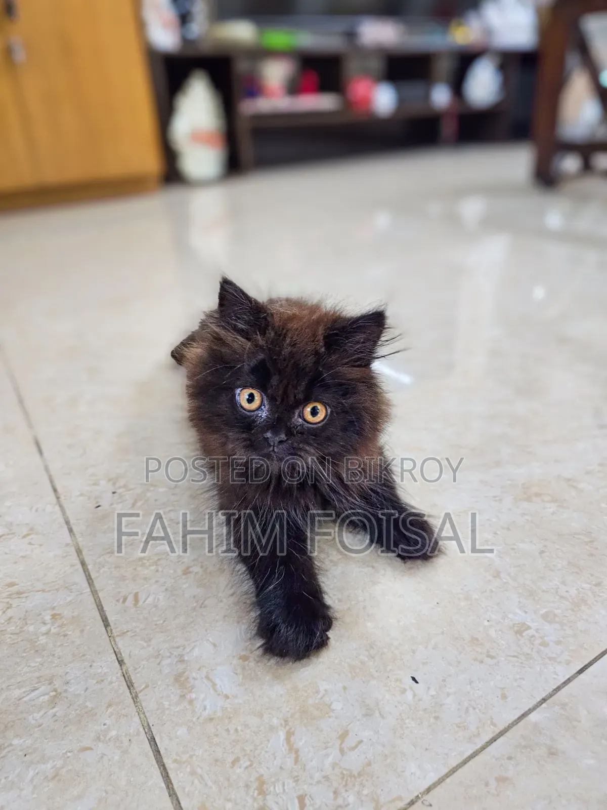 1-3 Months Male Purebred Persian