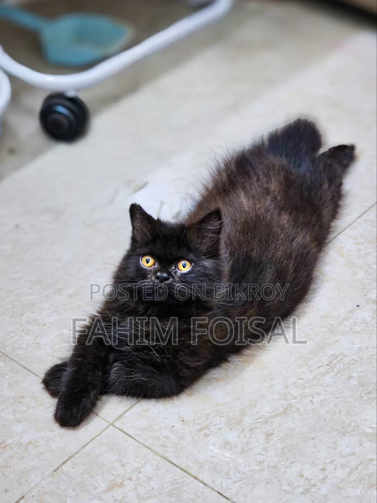 1-3 Months Male Purebred Persian