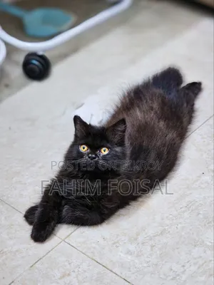 1-3 Months Male Purebred Persian