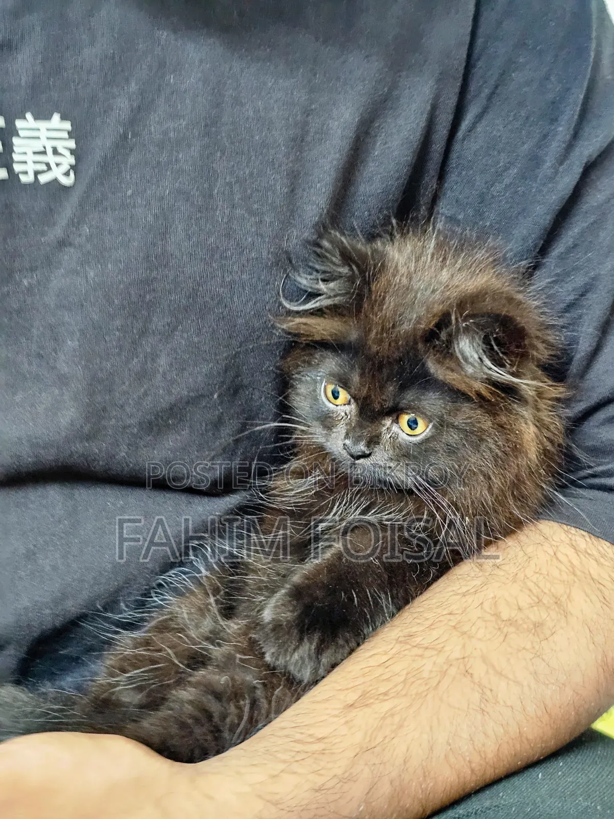 1-3 Months Male Purebred Persian