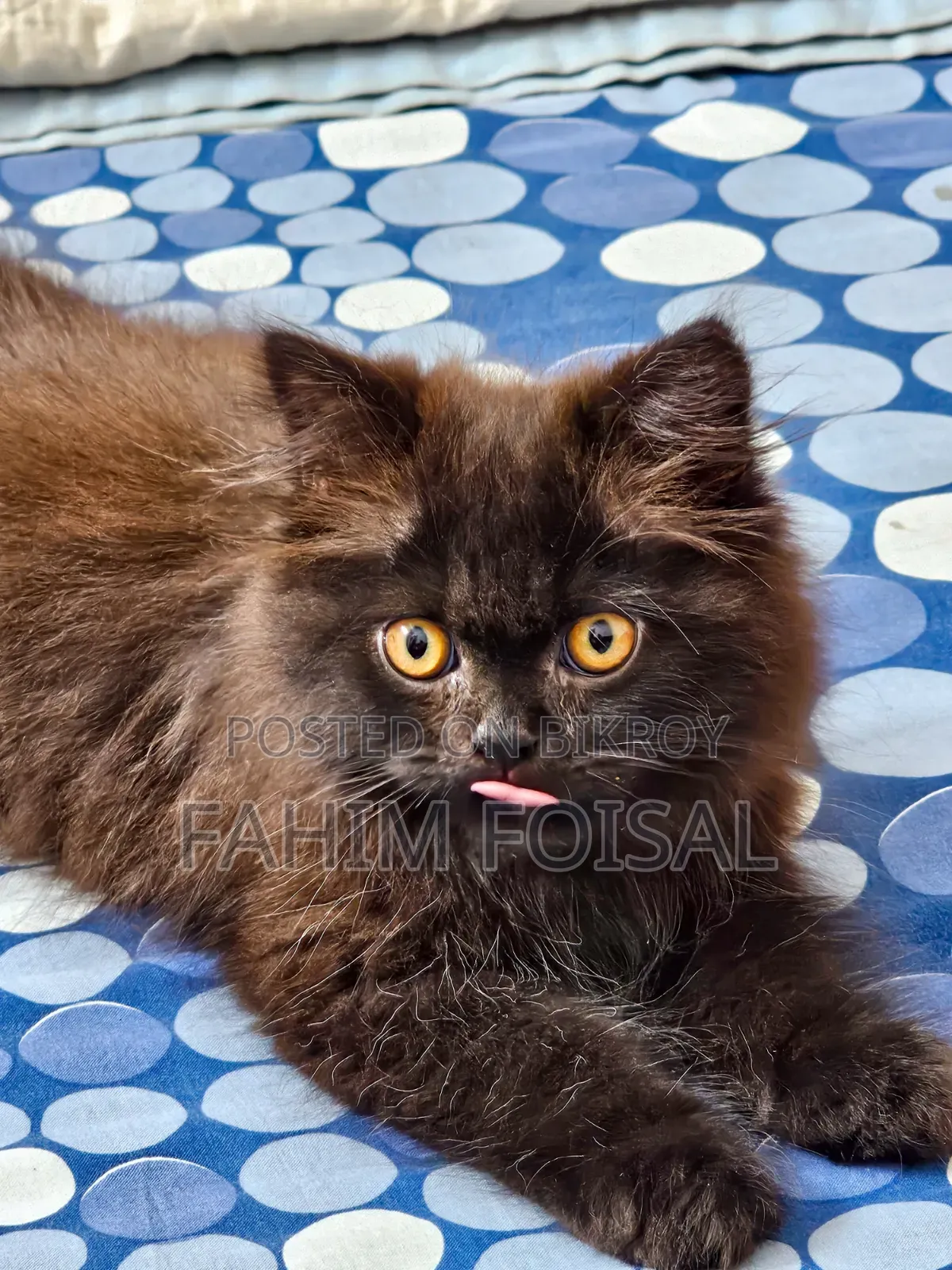 1-3 Months Male Purebred Persian