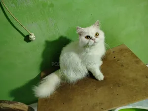 6-12 Months Female Purebred Persian Cat