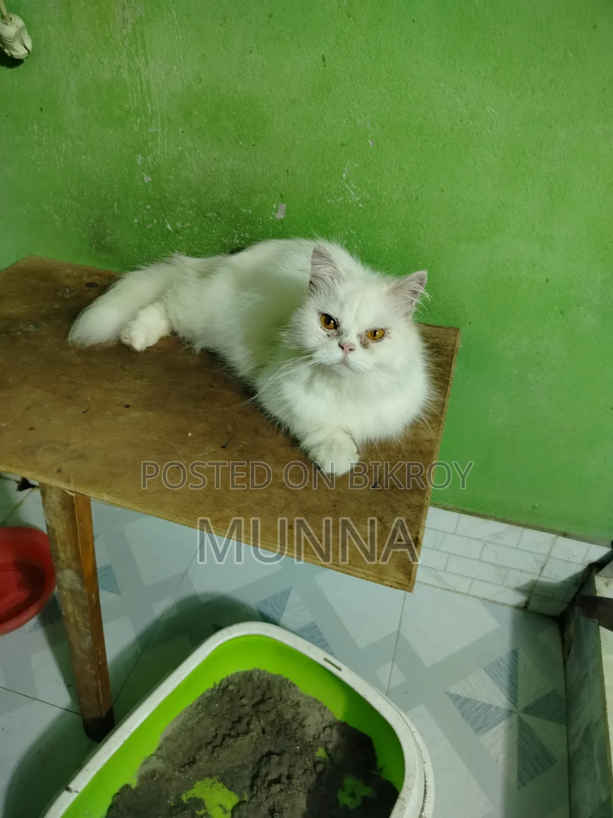 6-12 Months Female Purebred Persian Cat