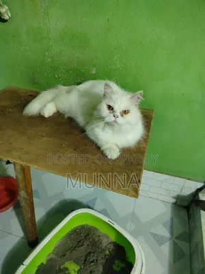 6-12 Months Female Purebred Persian Cat