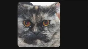 1+ Year Female Purebred Persian